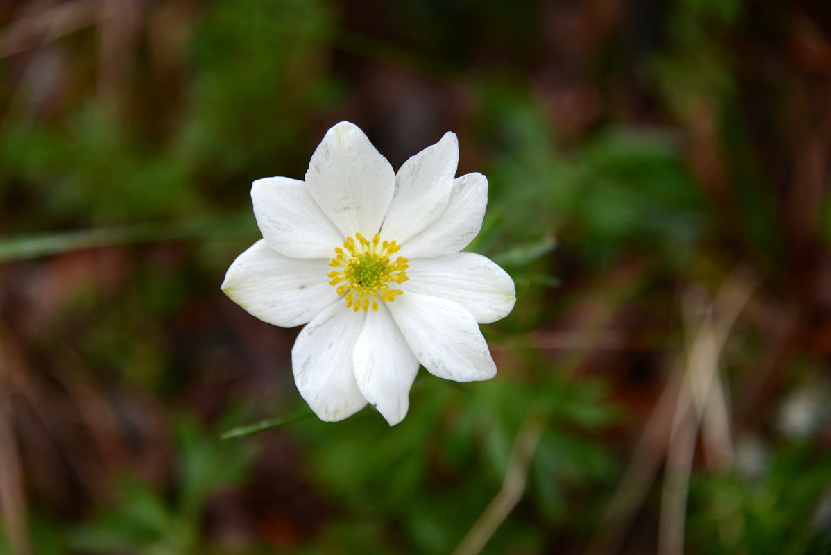 09D White Wildflower From Goldensides Trail In Tombstone Park Yukon